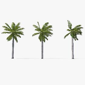 Palms Royal 03 3D